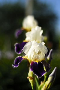 Close-up of purple flowering plant