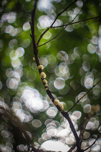 Close-up of white flowering plant