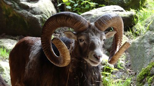 Close-up portrait of sheep