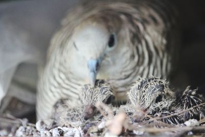 Close-up of a bird