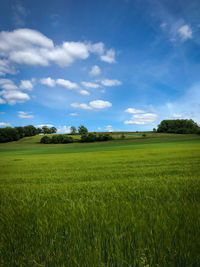 Scenic view of agricultural field against sky