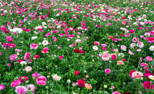 Full frame shot of pink flowers in garden