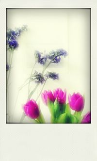 Close-up of pink flowers