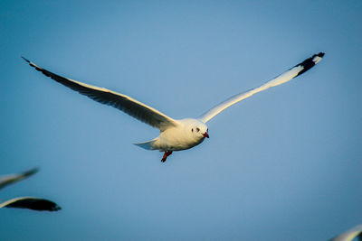 Low angle view of seagull flying