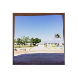 Palm trees against clear sky