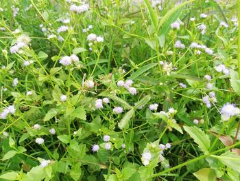 High angle view of white flowering plants