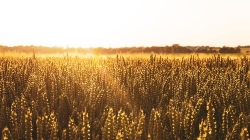 Scenic view of field against clear sky