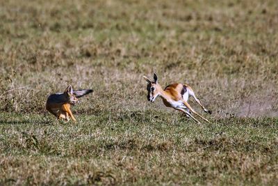 Deer running on field