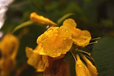 Close-up of wet yellow flower