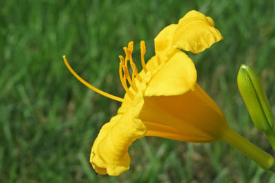 Close-up of yellow flower in park