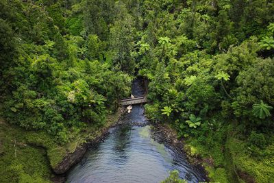 Bridge over river amidst trees in forest