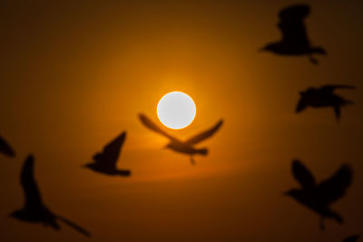 Close-up of silhouette sun against sky during sunset