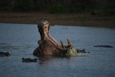 Hippopotamus showing off.