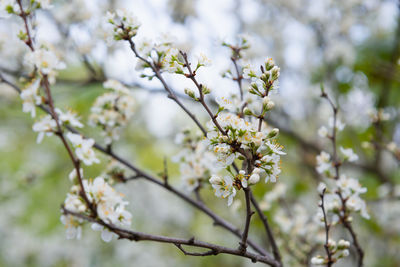Blooming tree with white flowers. spring flowers on cherry tree in sunlight. soft focus