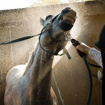 Midsection of woman spraying horse with water