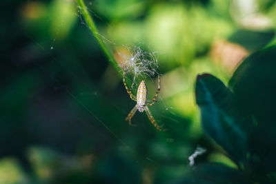 Close-up of spider on web