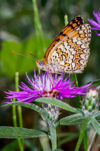 Close-up of butterfly pollinating on purple flower