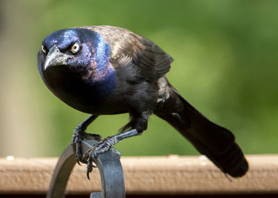 Close-up of bird perching on railing