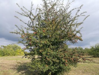 Tree against sky