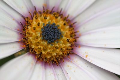 Macro shot of daisy flower