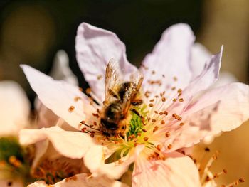 Close-up of bee pollinating on flower