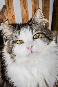 Close-up portrait of a cat