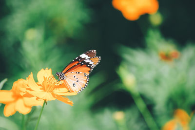 Close-up of butterfly pollinating on flower