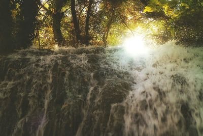 Sun shining through trees