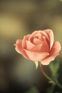 Close-up of rose against blurred background