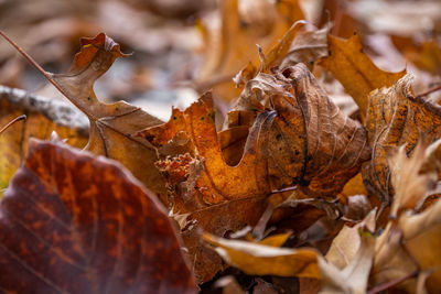 Macro of dry maple leaves on the ground. close-up of orange autumn foliage in a park