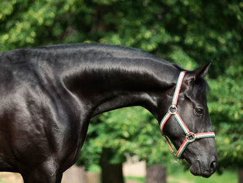 Close-up of horse on field