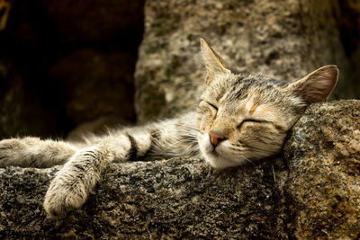 Close-up of cat relaxing