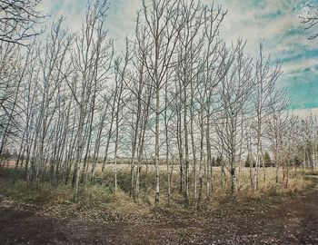 Bare trees on field against sky