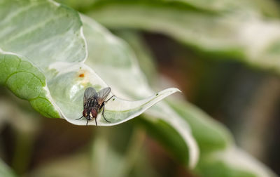 Close-up of insect on leaf