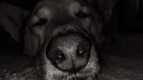 Close-up of dog