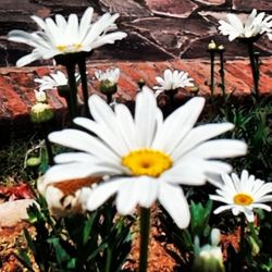 Close-up of white daisy flowers