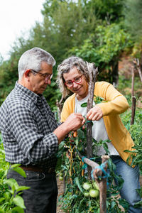 Middle aged couple in casual clothes checking and tying tomato plant to pole while working on farm in summer together