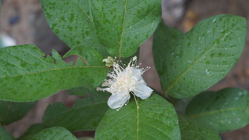 Close-up of insect on plant