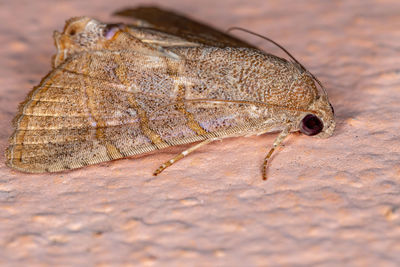 Close-up of insect on rock