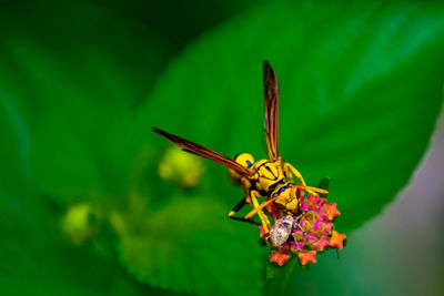 Close-up of butterfly pollinating on flower