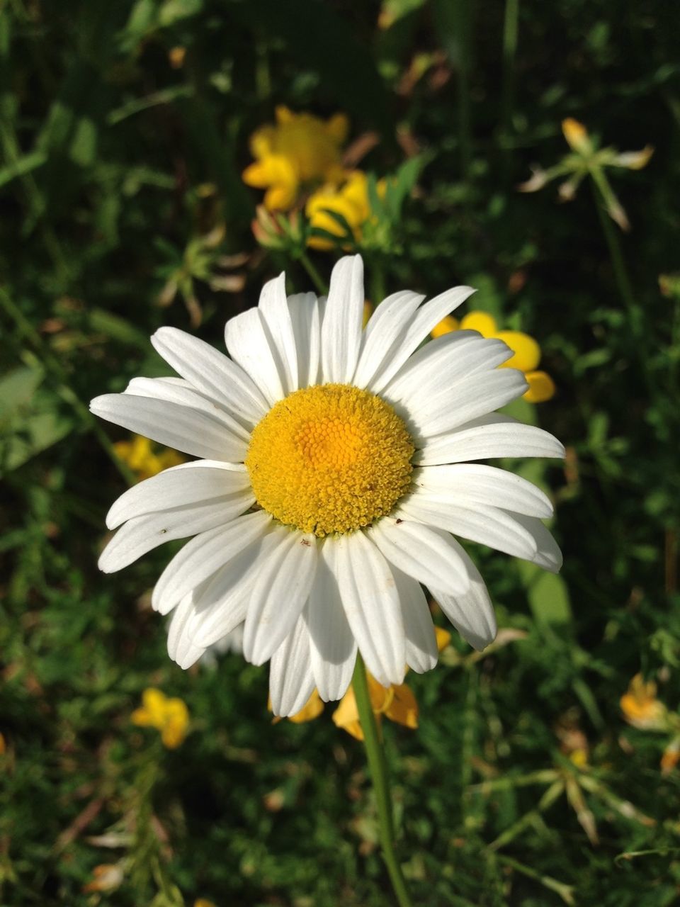 flower, petal, freshness, flower head, fragility, daisy, pollen, yellow, white color, growth, beauty in nature, blooming, close-up, focus on foreground, nature, plant, single flower, in bloom, field, high angle view