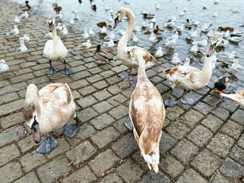 Swans in lake