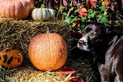 View of a pumpkins