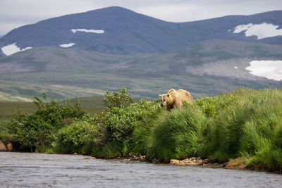 Brown bear looks at the river on the green river bank and in the background mountains with snow