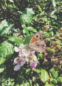 Close-up of butterfly on plant