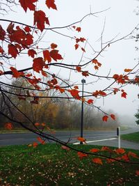 Trees in autumn