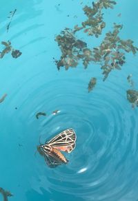 High angle view of bird swimming in lake