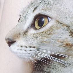 Close-up portrait of cat