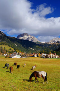 Cows grazing on field against sky