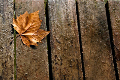 Close-up of dry maple leaves on wooden plank